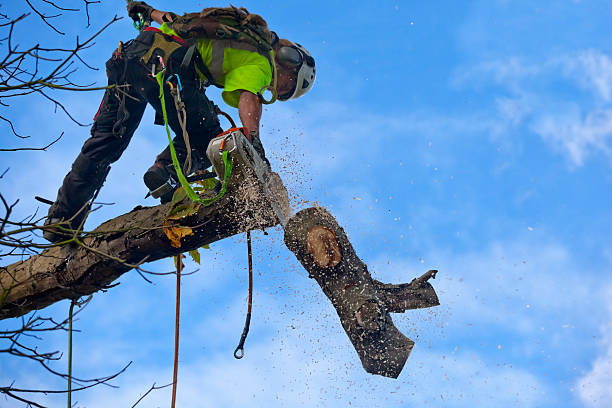  , USA Tree Removal Services Pros